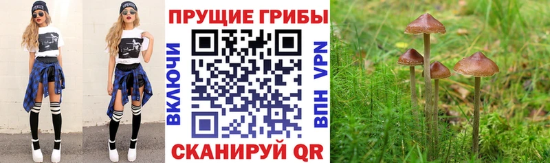 Купить  Юрюзань  Псилоцибиновые грибы GOLDEN TEACHER 